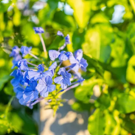 Terracota House - Slow Living In Sao Bras De Alportel, Algarve Villa